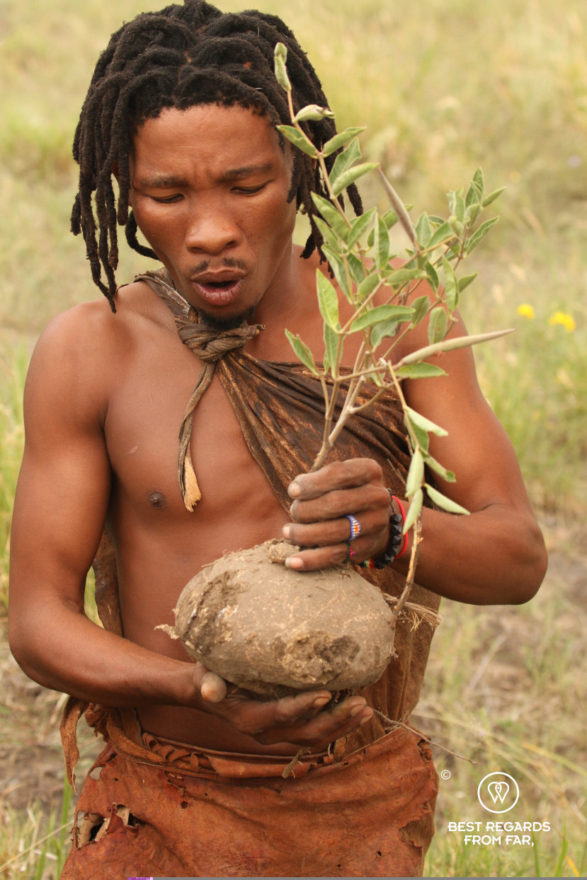 San man collecting a water plant in Botswana.