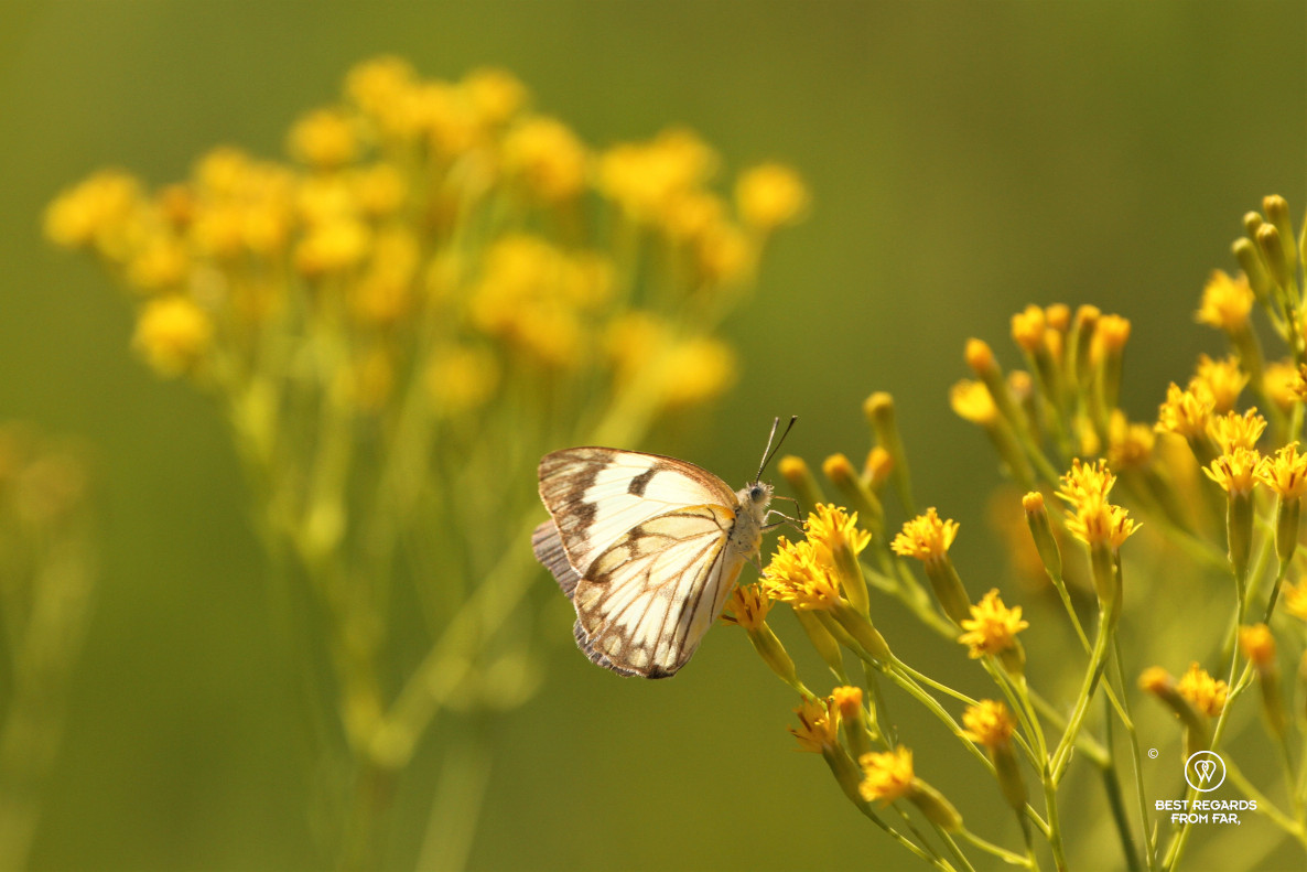 White and black butterfly on yellow wild flowers.