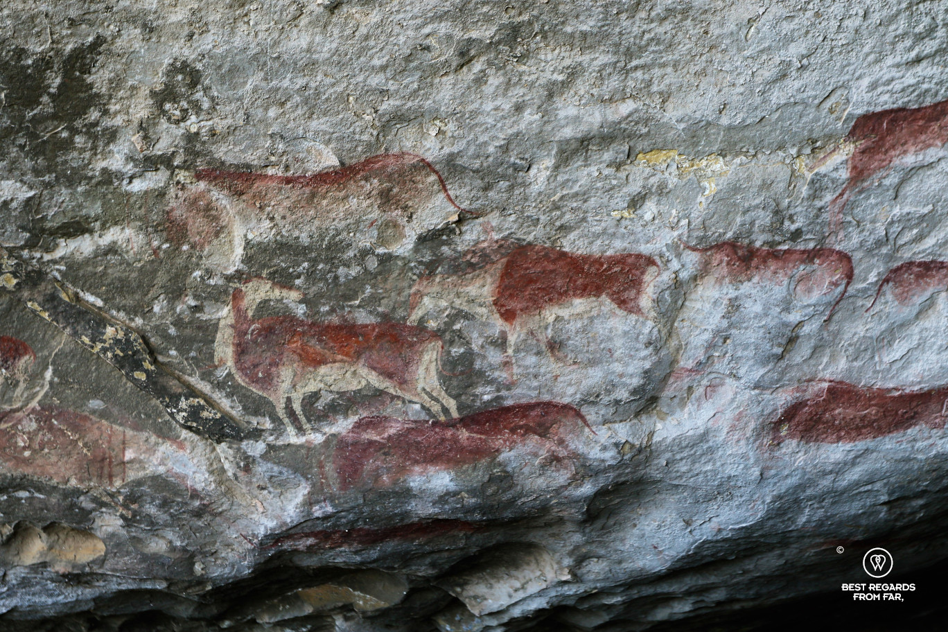 Bushmen rock art representing elands, Drakensberg, South Africa