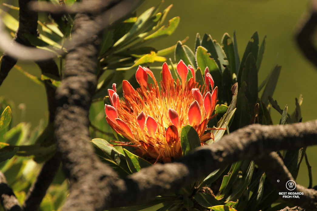 Protea flower