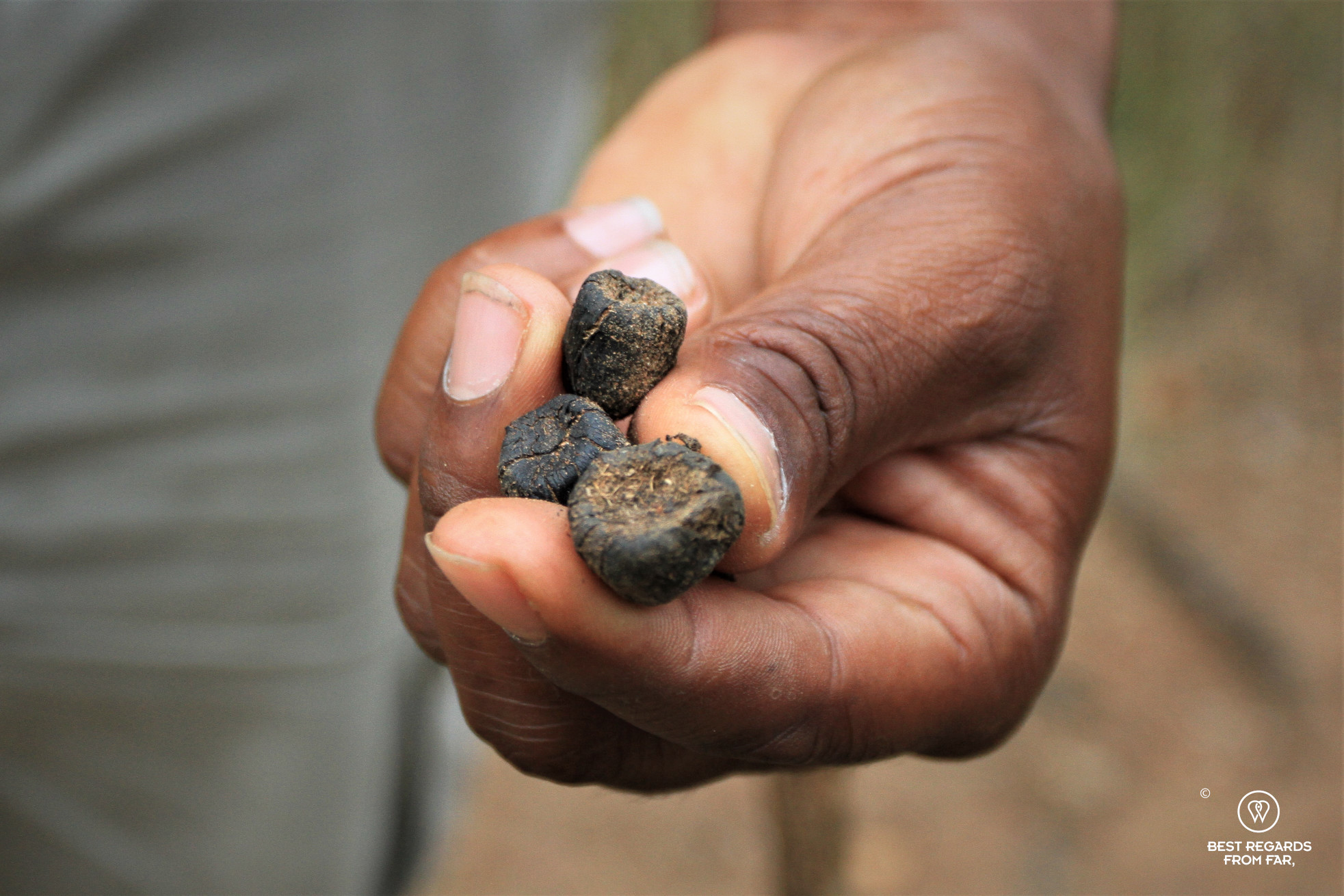 Hand holding giraffe dung