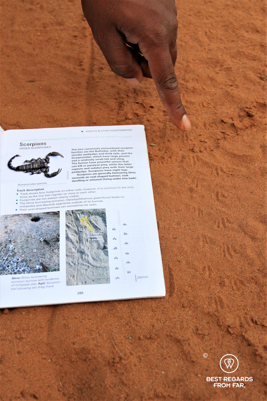 Instructor Norman Chauke's hand pointing at a scorpion track in red sand