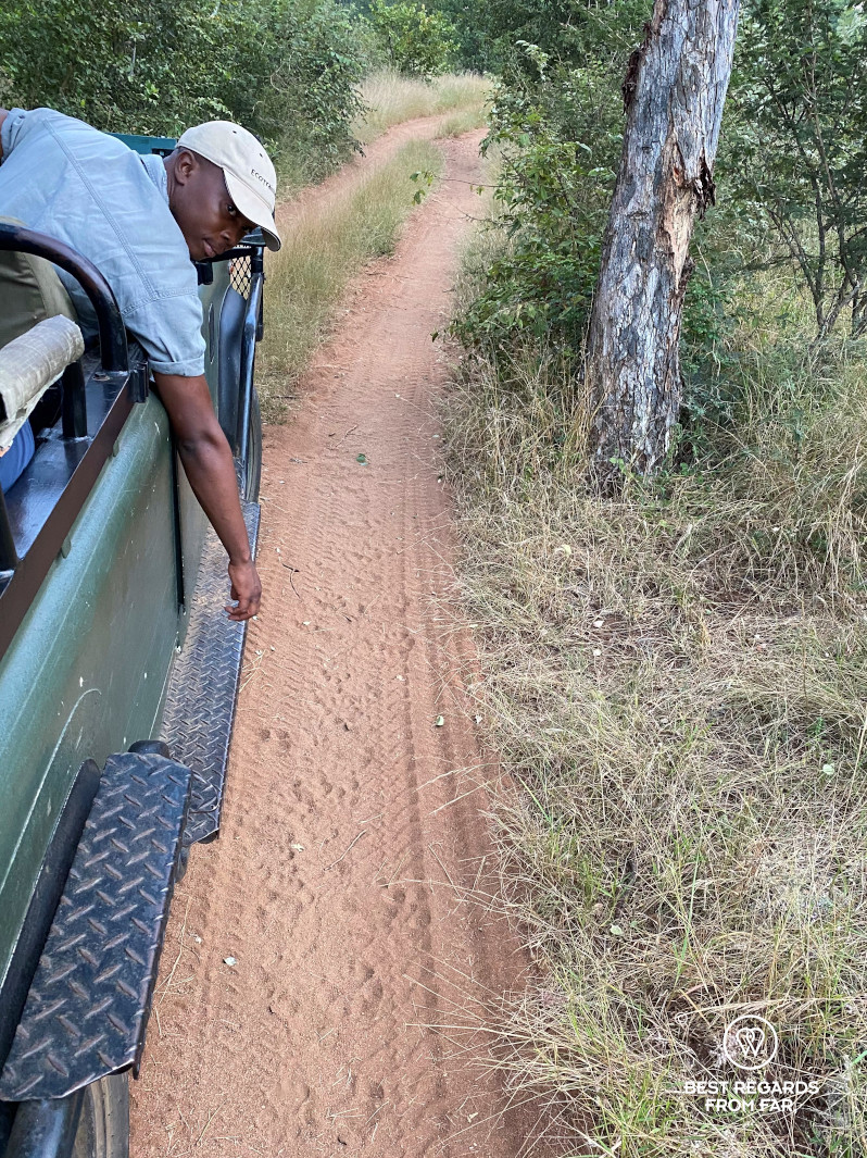 Instructor Norman Chauke following lion tracks in the game drive vehicle