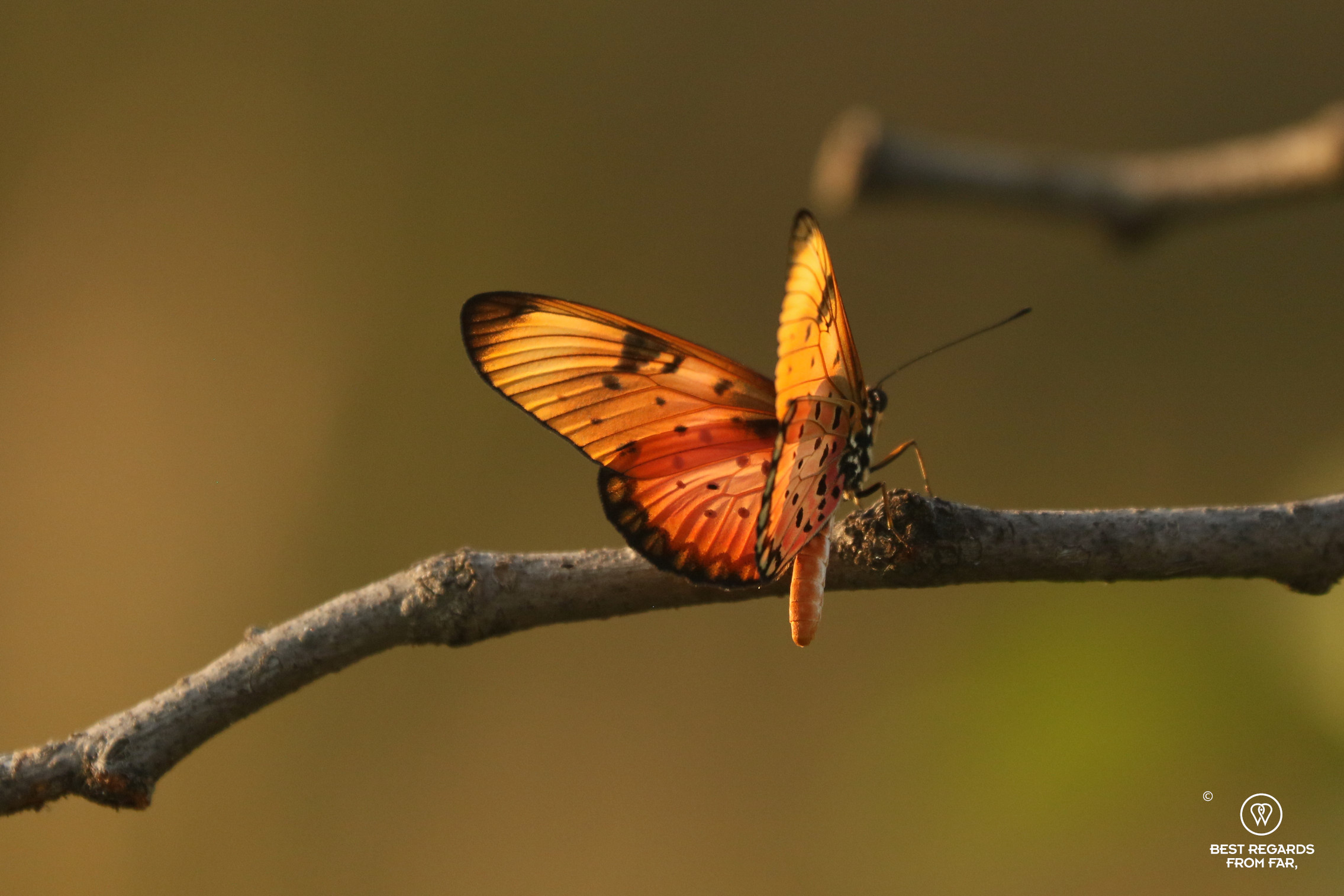 Orange butterfly in the sun light on a dead branch