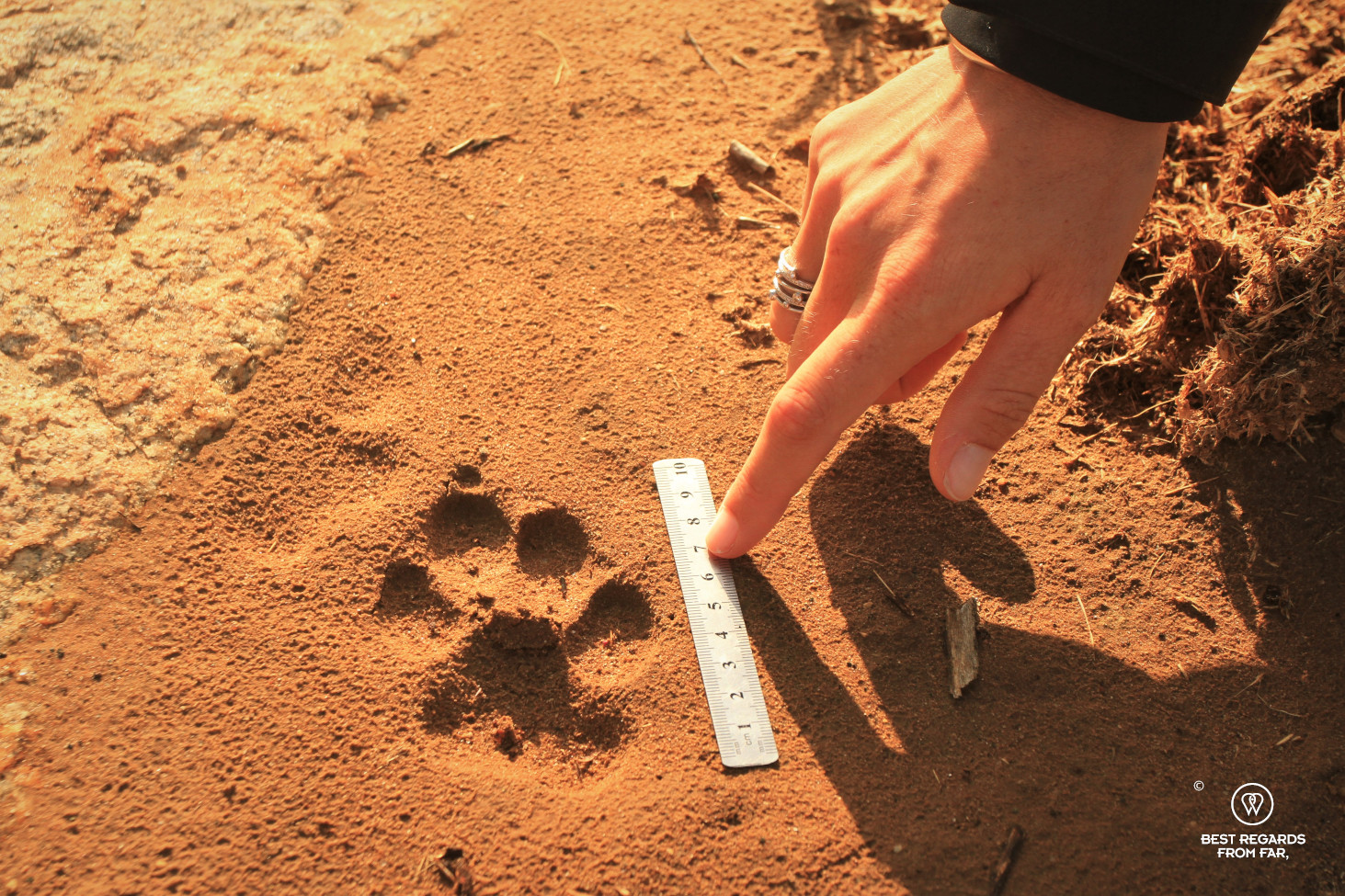 Measuring a hyaena track in the red mud with a ruler