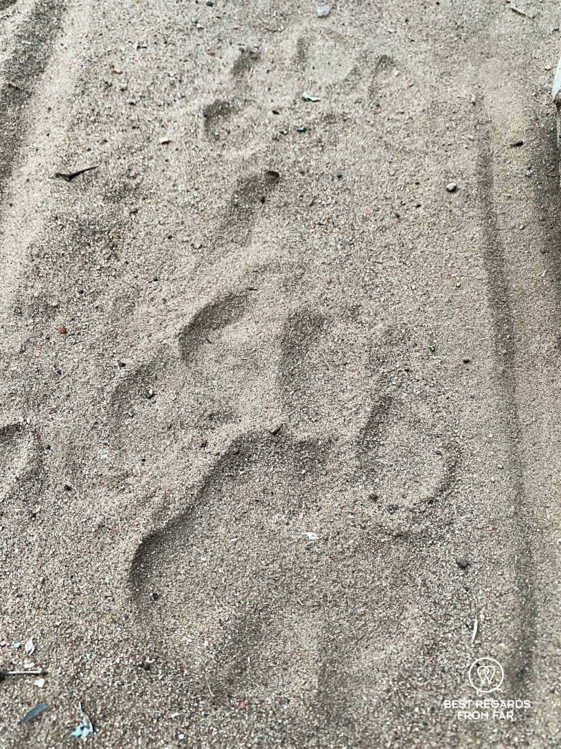 Clear lion tracks in the white sand