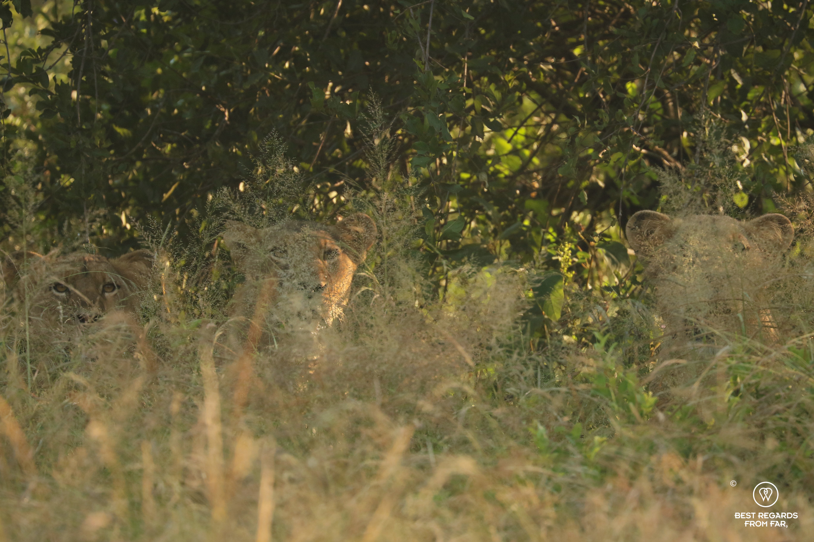 3 curious young male lions looking at the viewer behind the grass in the African bush