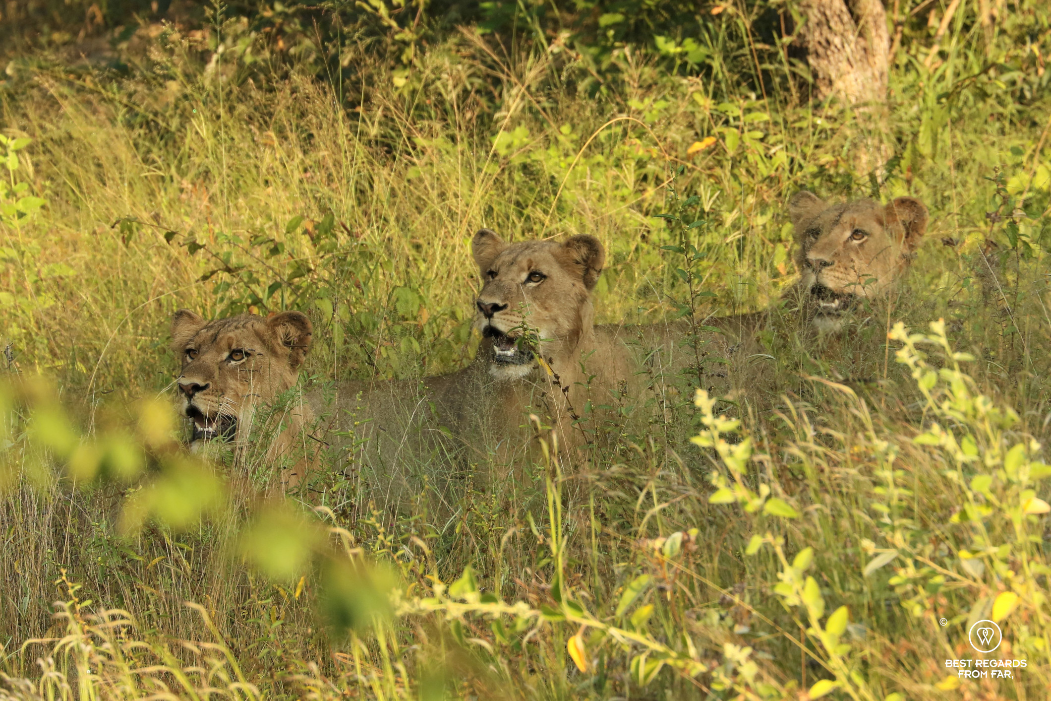 3 young male lions all looking in the same direction in the African bush