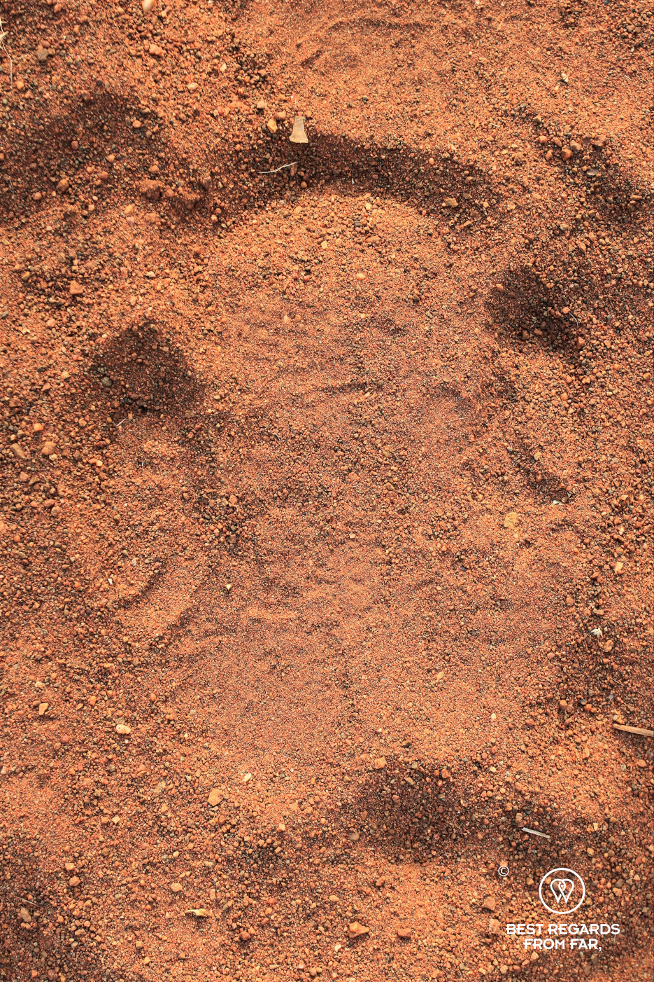 White rhino track in the red sand