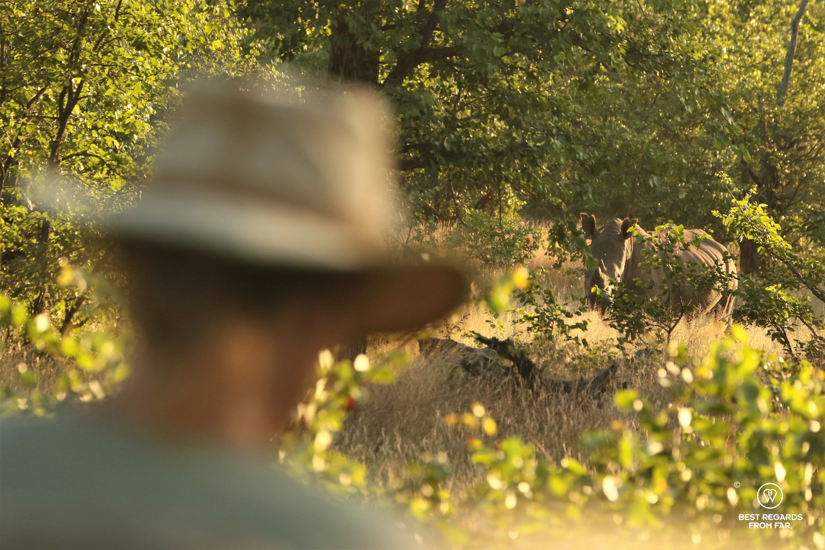 Safari-goer in the foreground close to a white rhino in the African bush