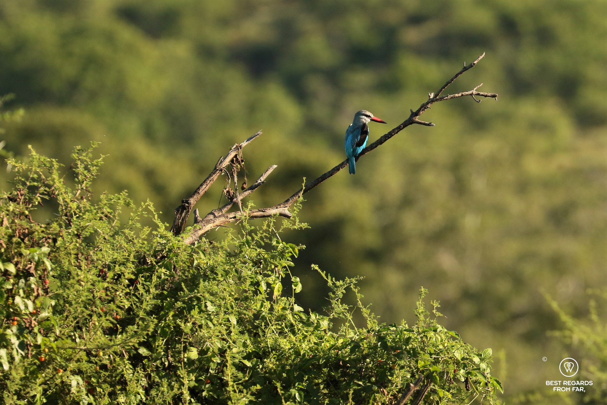 A blue woodland kingfisher seating on a dead branch in Makuleke, Kruger Park, South Africa