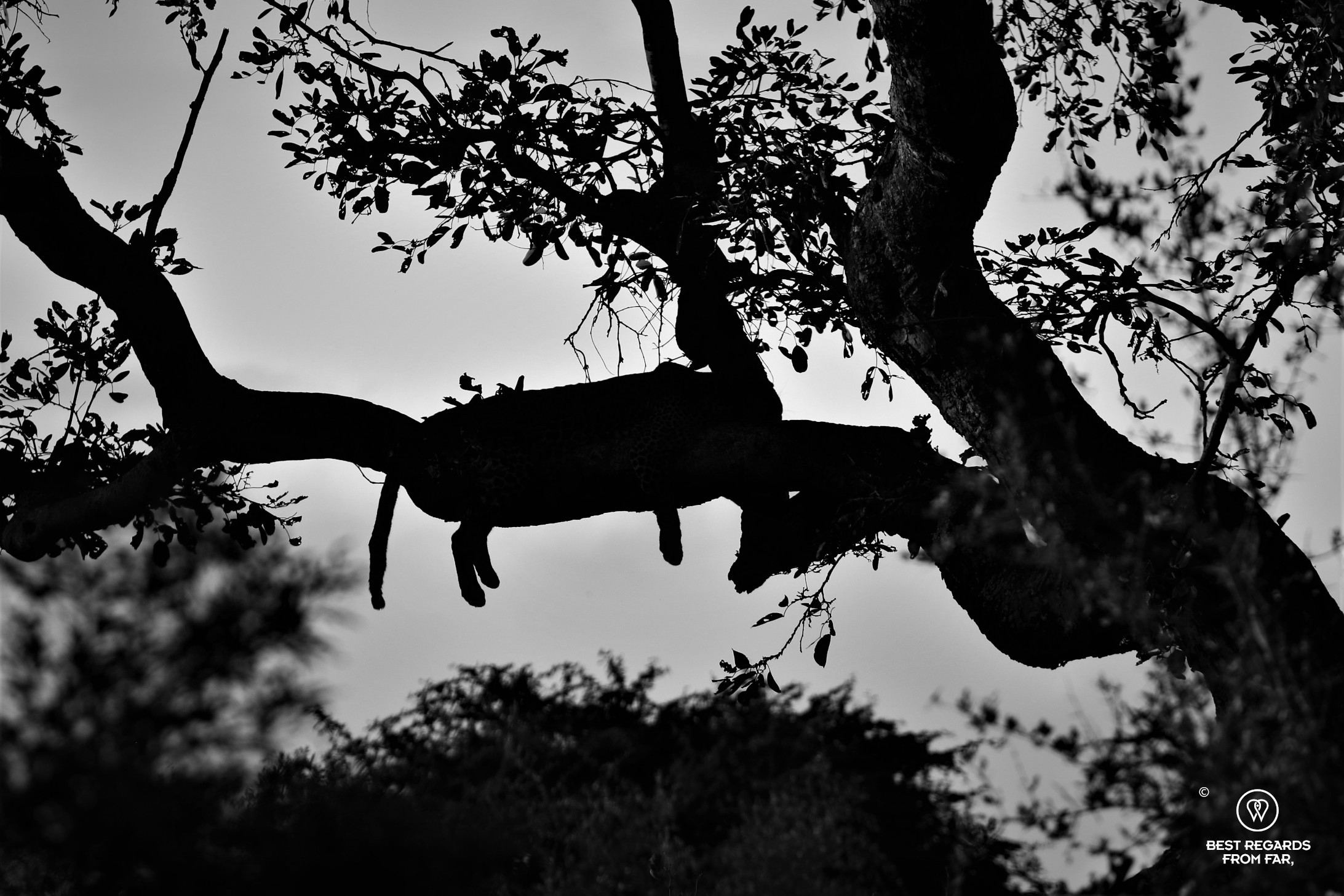 Black and white photos of the silhouette of a leopard sleeping in the tree with hanging paws and tail clearly visible