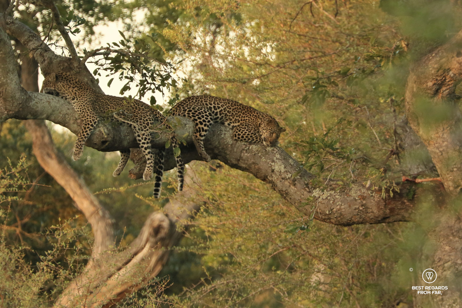 Two leopards sleeping on a tree branch in the Kruger Park with their impala kill next to them