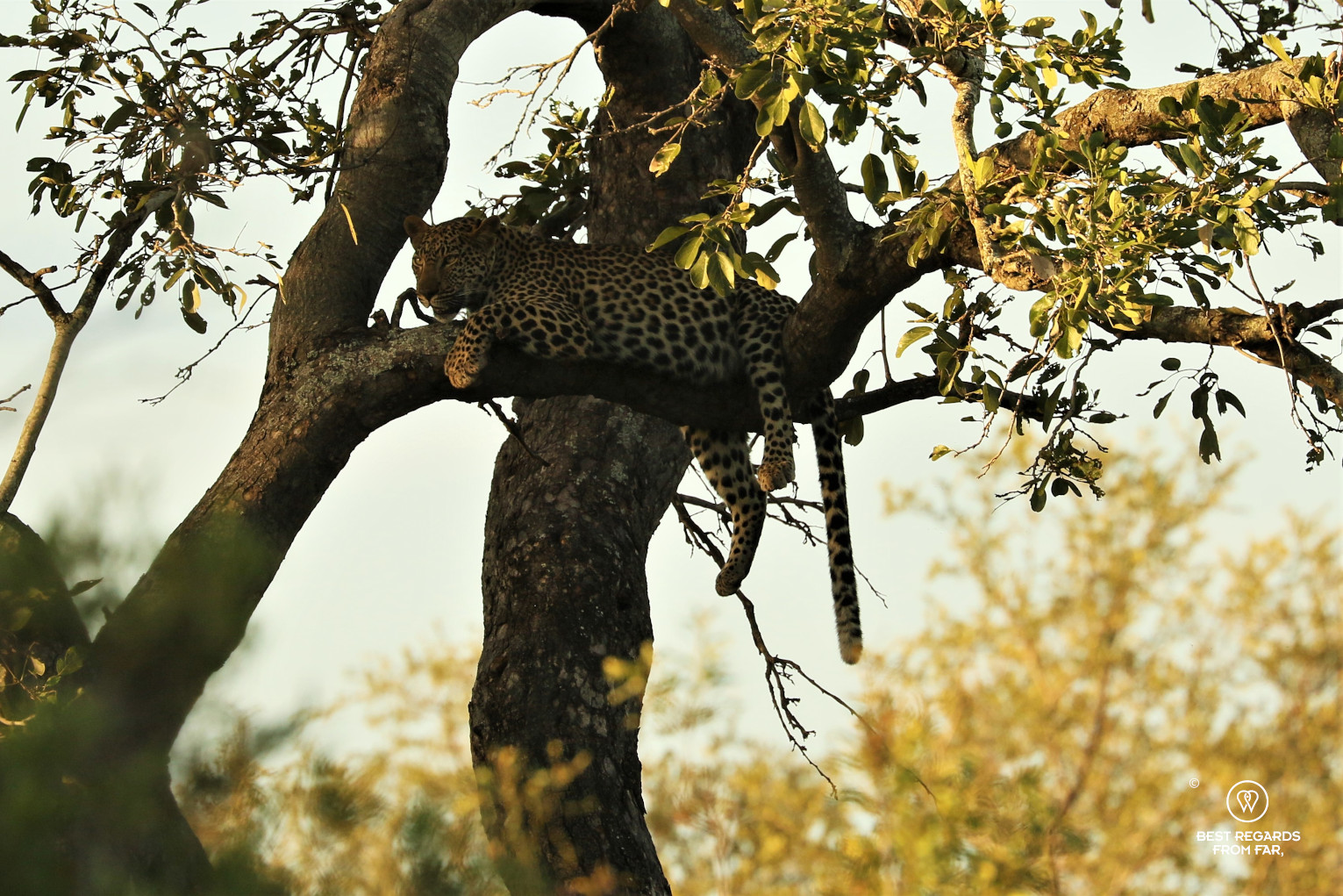 Female leopard resting on a branch with a full stomach after feeding