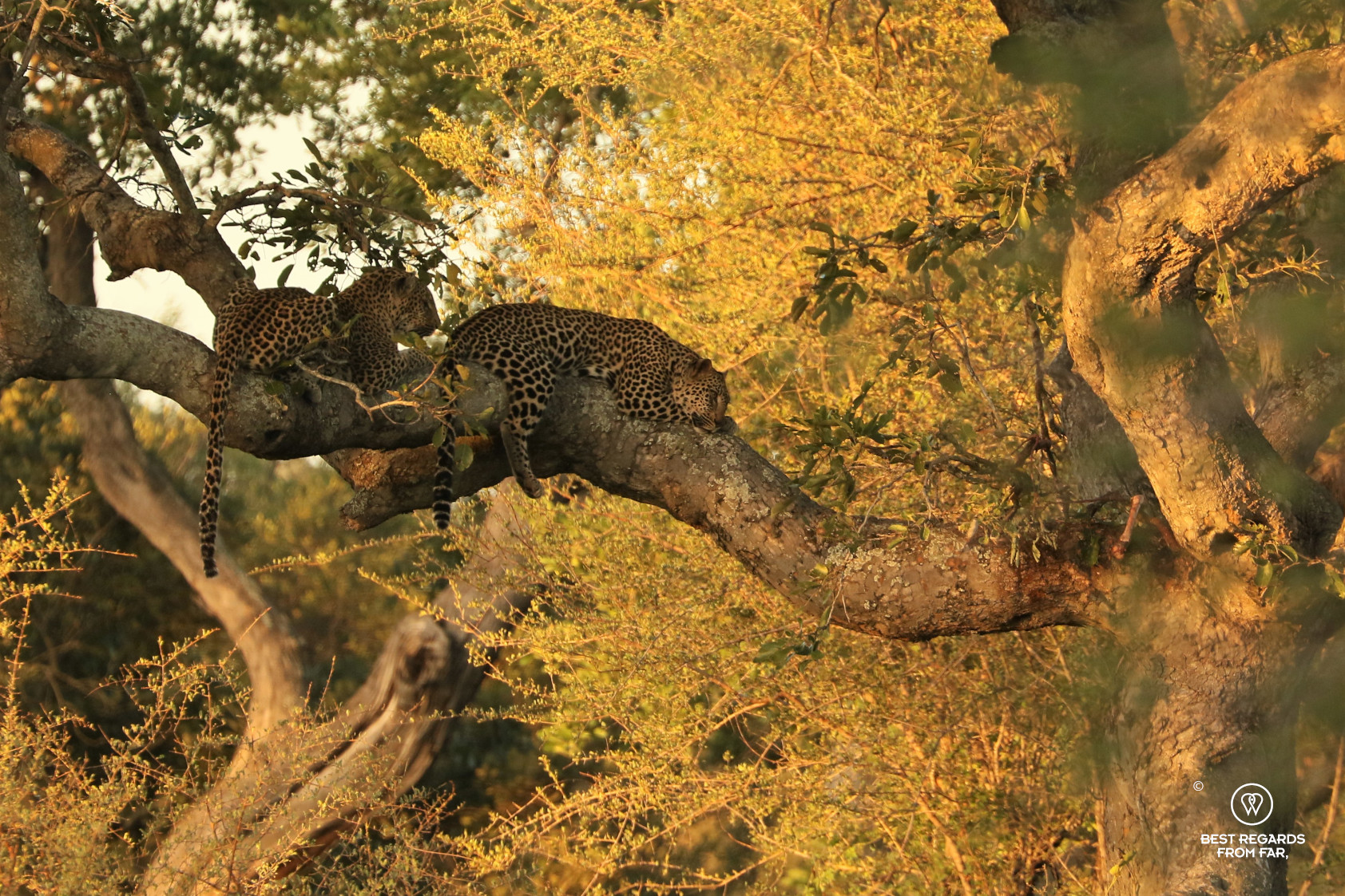 Two leopards sleeping on a large tree branch at sunset with d dead impala haning