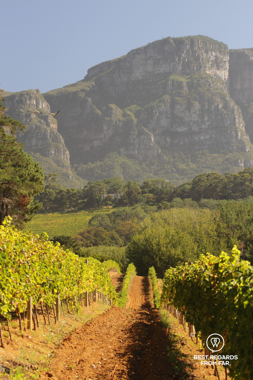 Constantia Royale vineyard with Table Mountain in the background, Constantia wine route, Cape Town