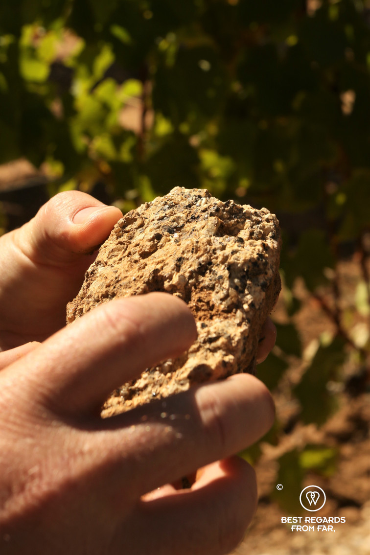 Checking the soil at Constantia Royale vineyard, Constantia wine route, Cape Town