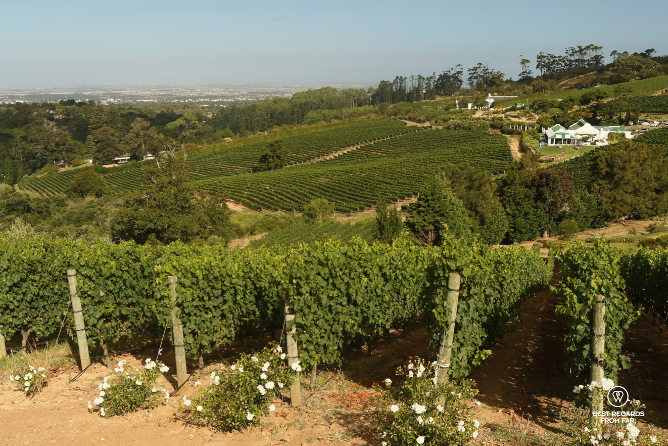 Glen Constantia wine estate, Constantia wine route, Cape Town