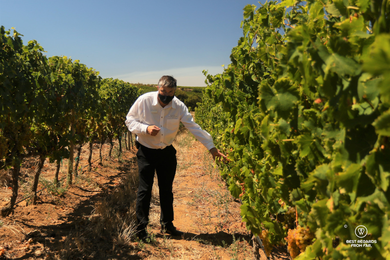 Wine safari in Klein Constantia with Alan Wickstrom in the vineyard, Constantia wine route, Cape Town