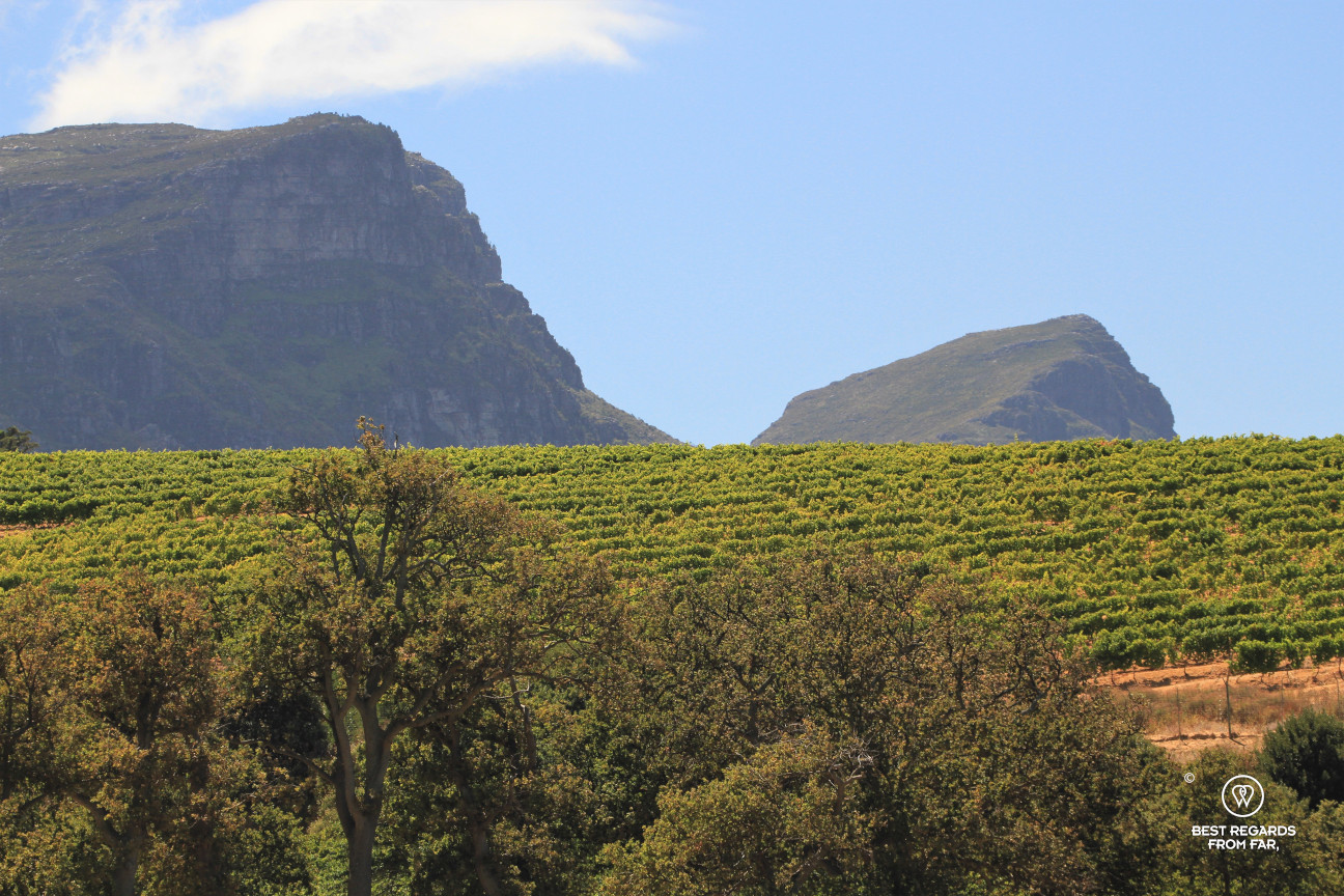 Klein Constantia vineyard with Table Mountain in the background, Constantia wine route, Cape Town