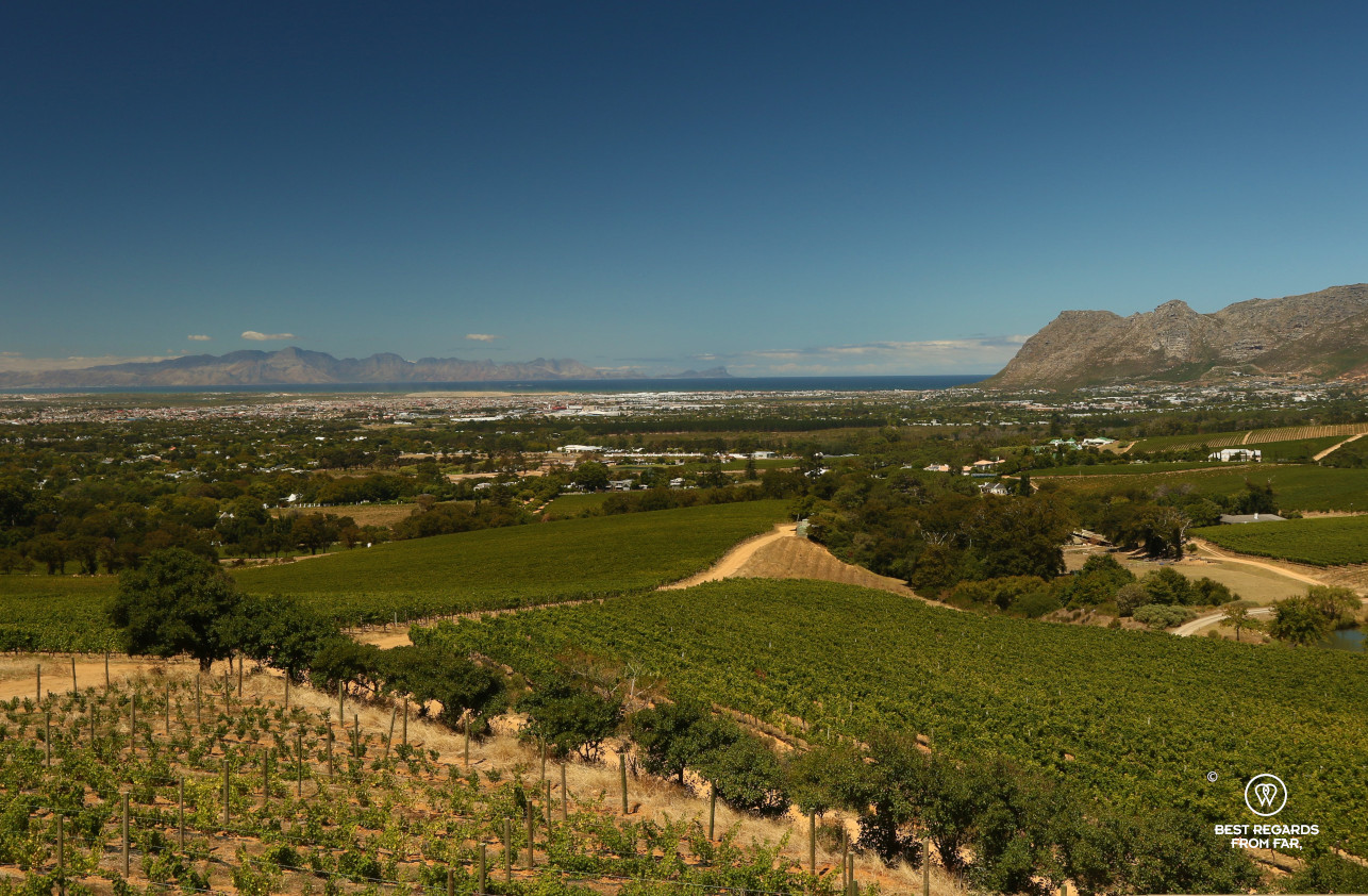 Klein Constantia vineyard with the view on False Bay, Constantia wine route, Cape Town
