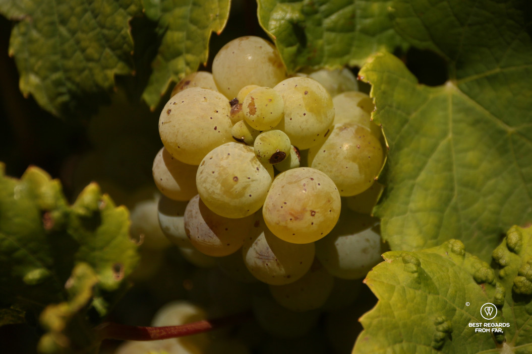 Grape on the vine in the sun.