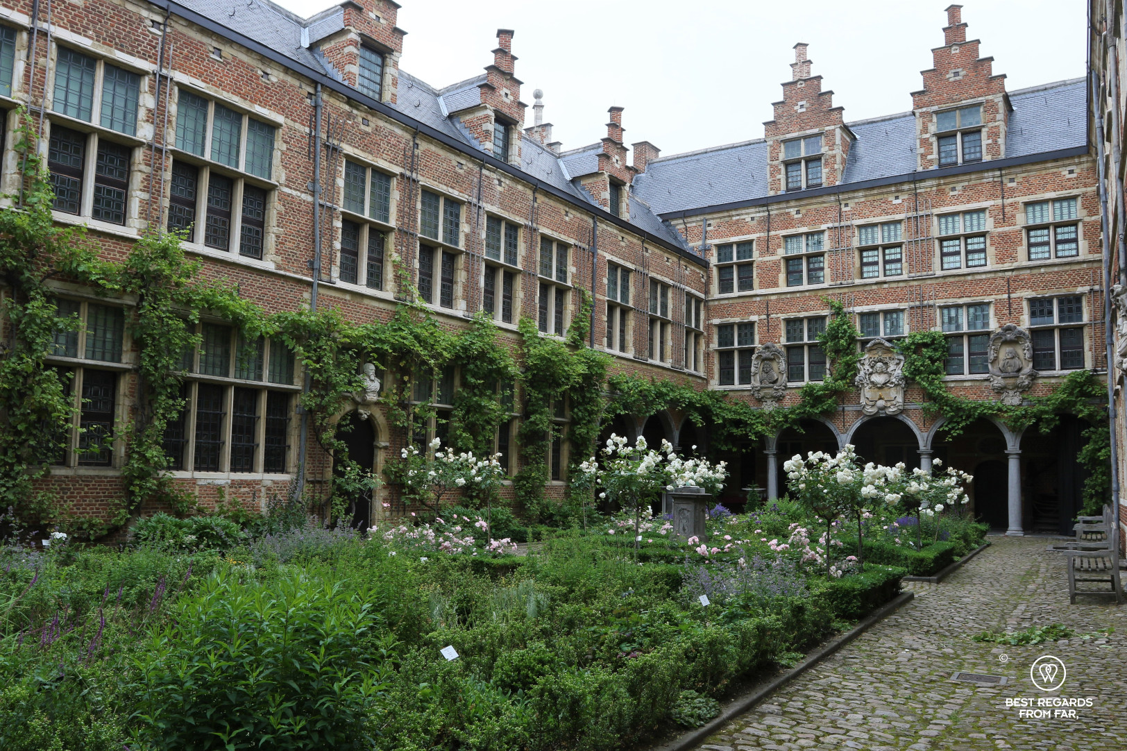 Courtyard with white roses at the Plantin Moretus Museum, Antwerp