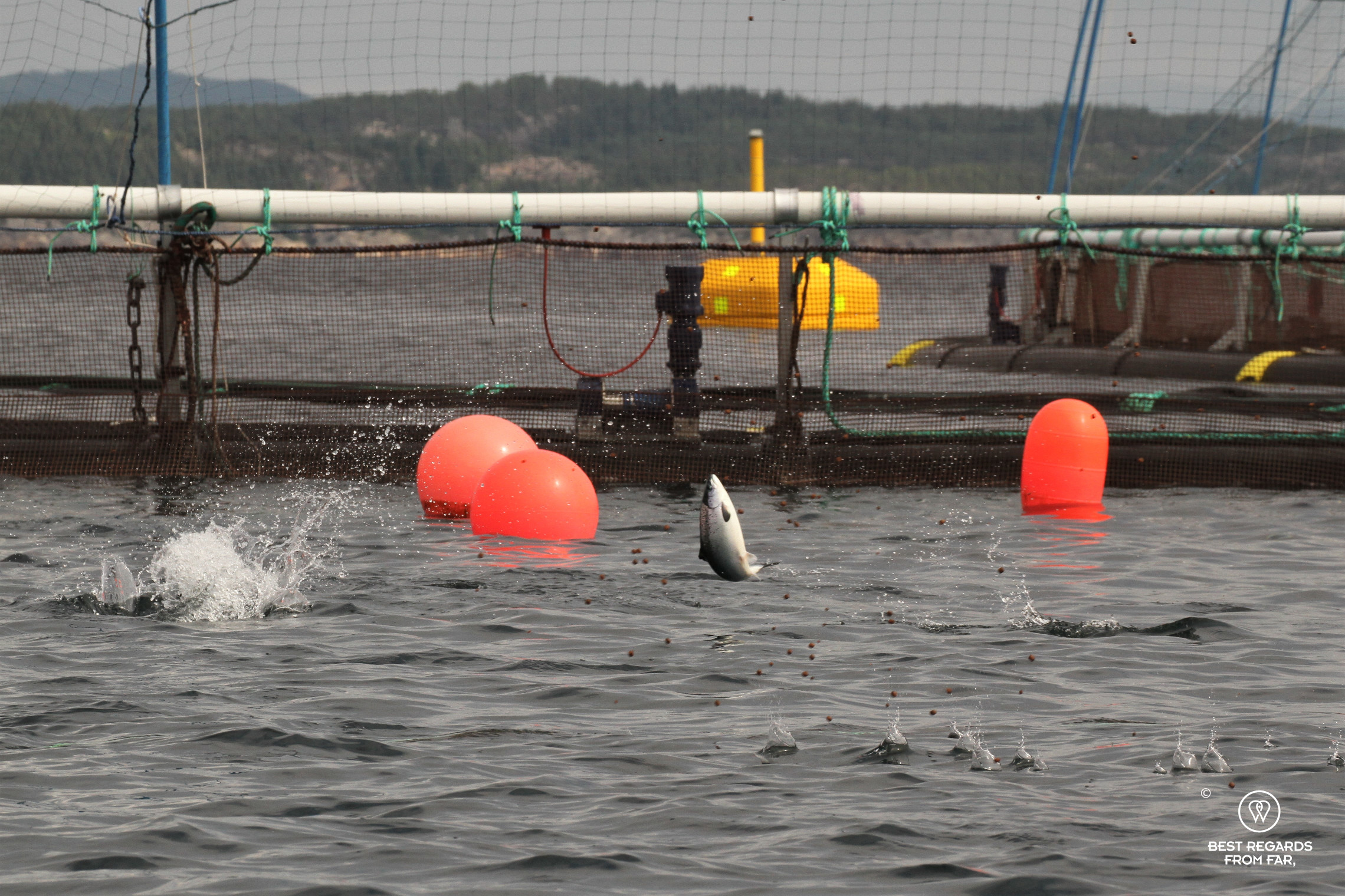 Salmon jumping for food in a salmon farm off Bergen, Norway