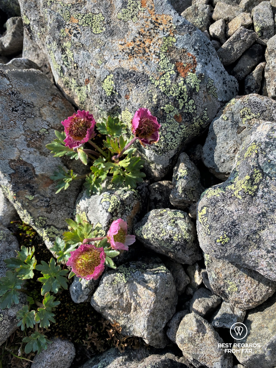 Four purple flowers blooming between rocks in Norway