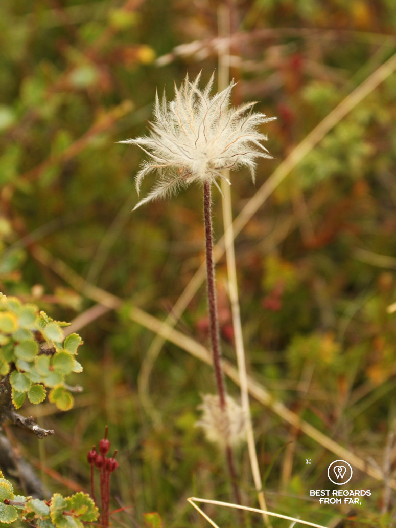 Mogop endemic plant in the mountains of the Dovrefjell National Park, Norway