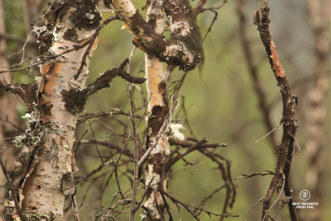Musk ox hairs in a birch tree
