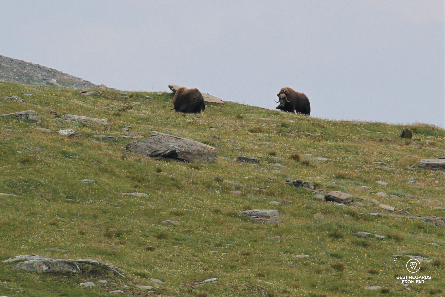 Musk Oxen in Dovrefjell Sunndalsfjella National Park, Norway