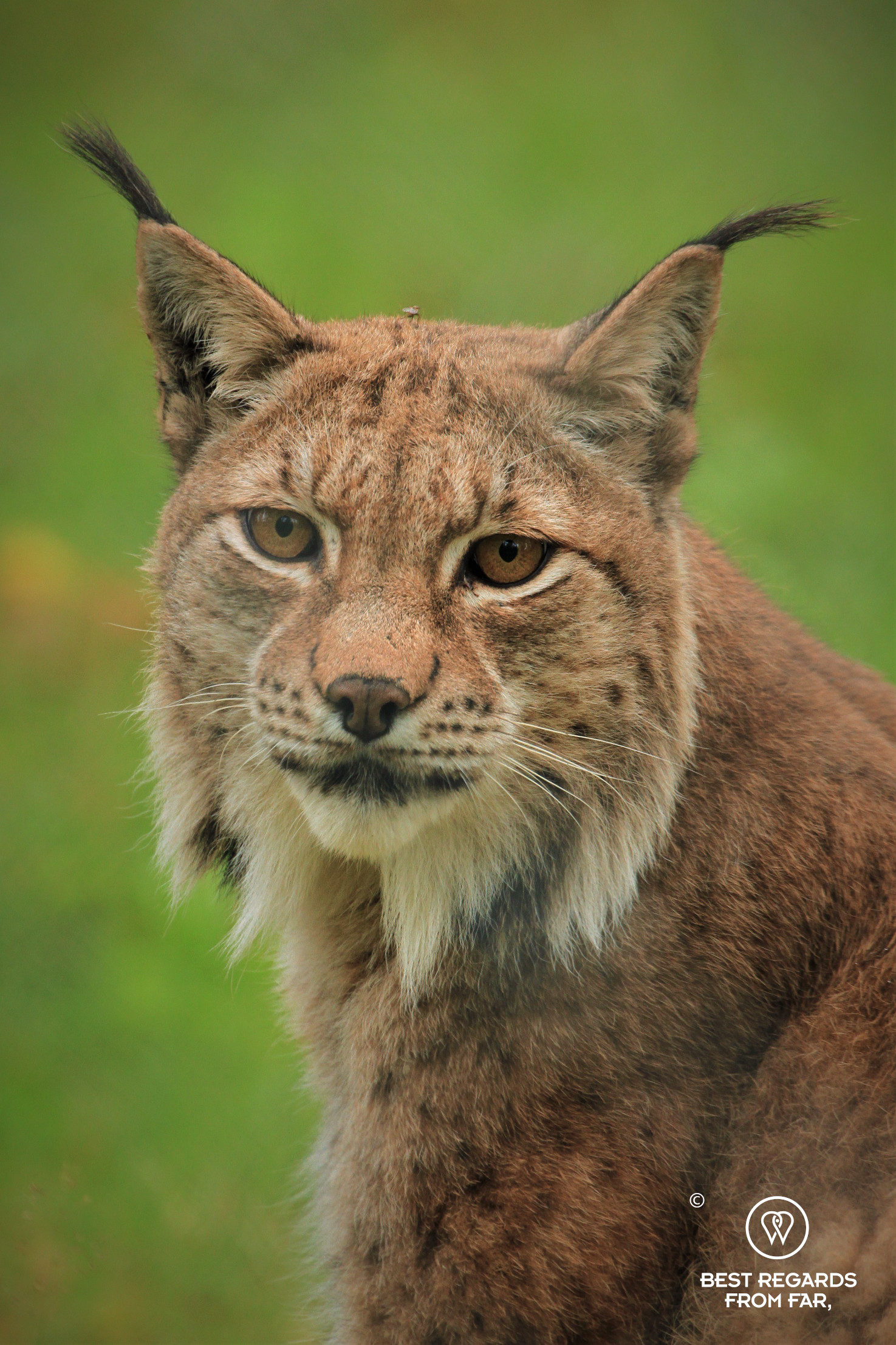 Portrait of a lynx