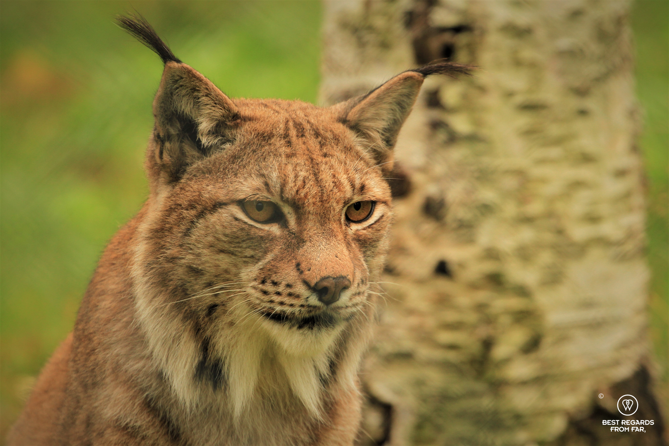 Portrait of a lynx