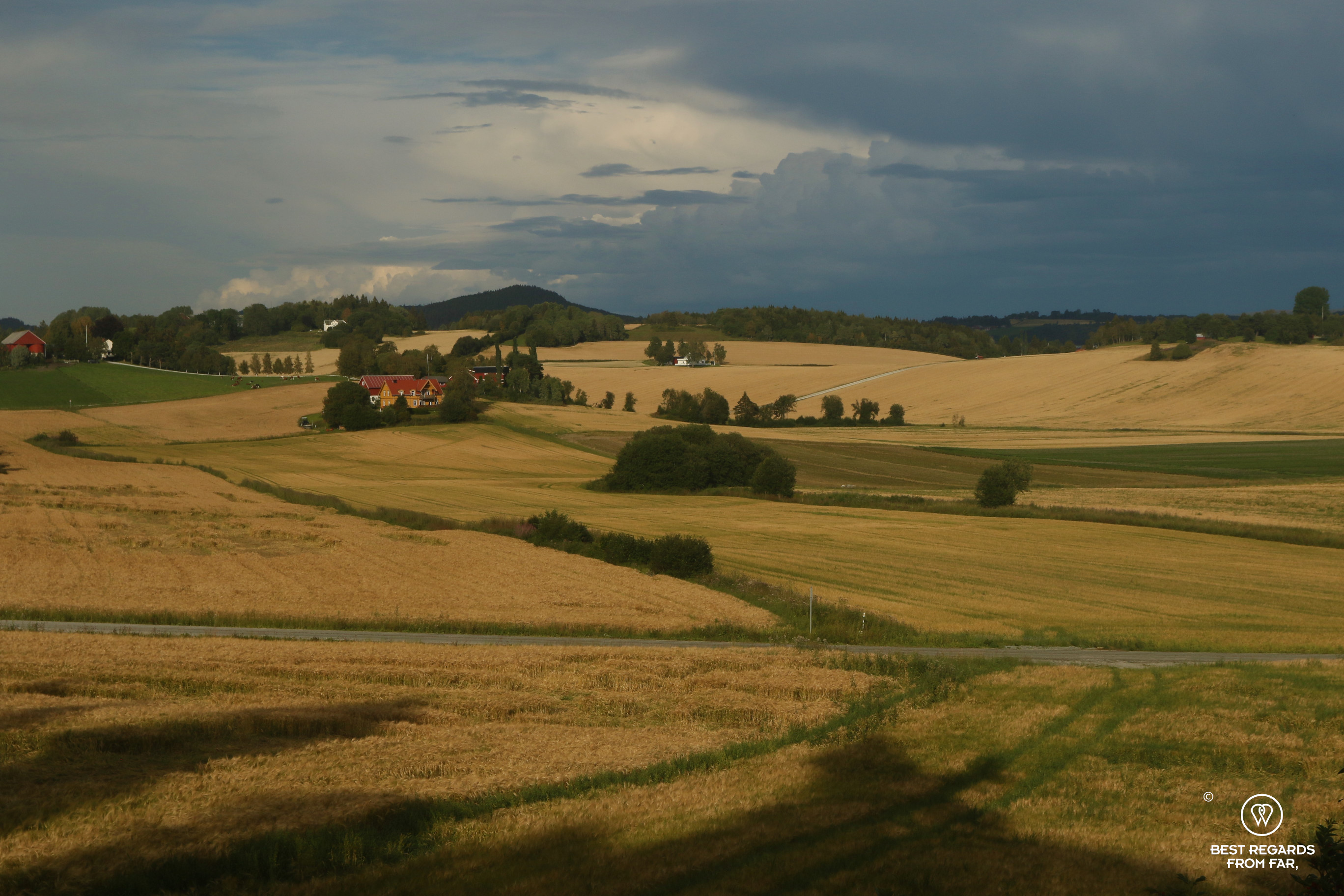 Wheatfileds, biking along the Golden Road, Norway