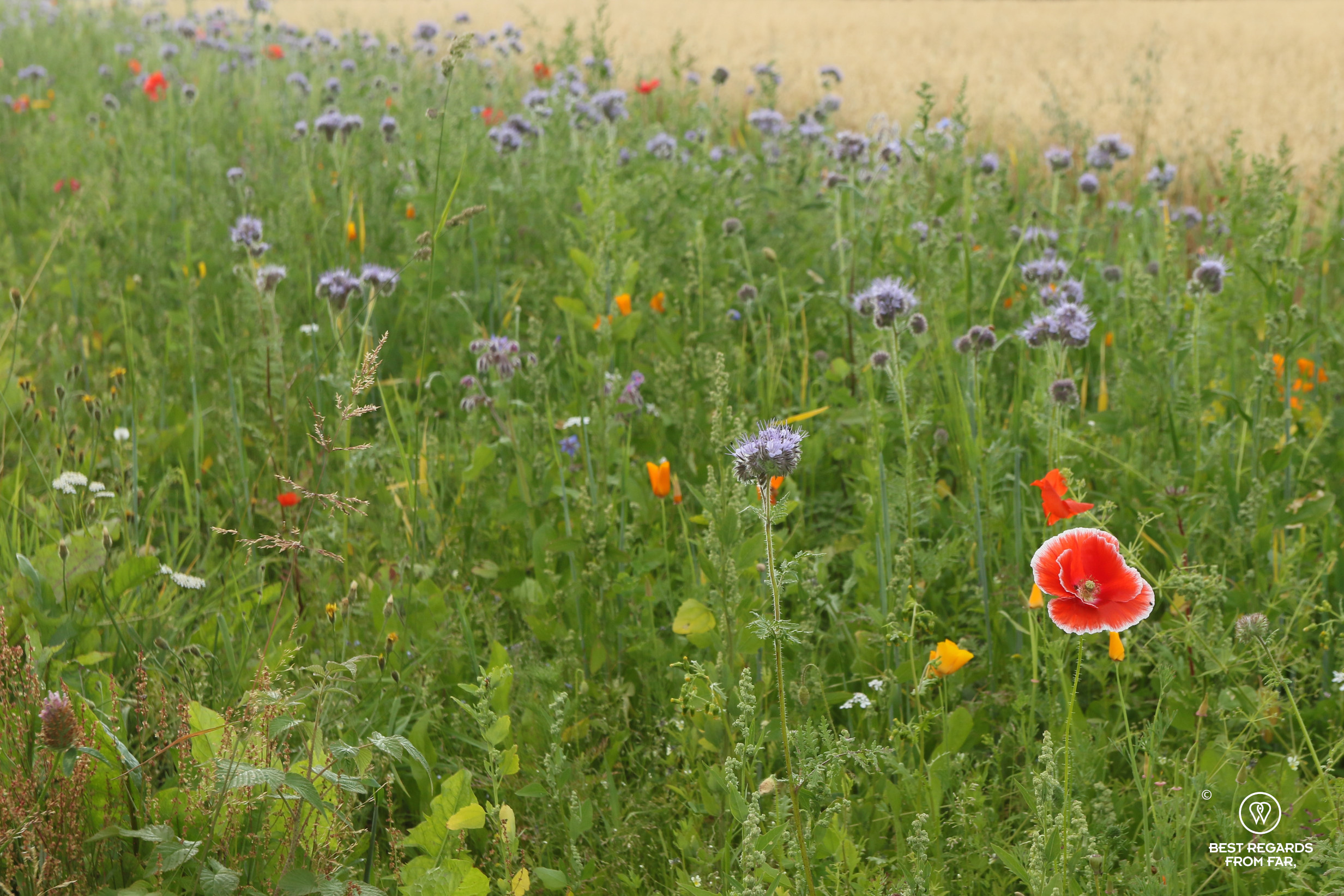 Wildflowers biking along the Golden Road, Norway