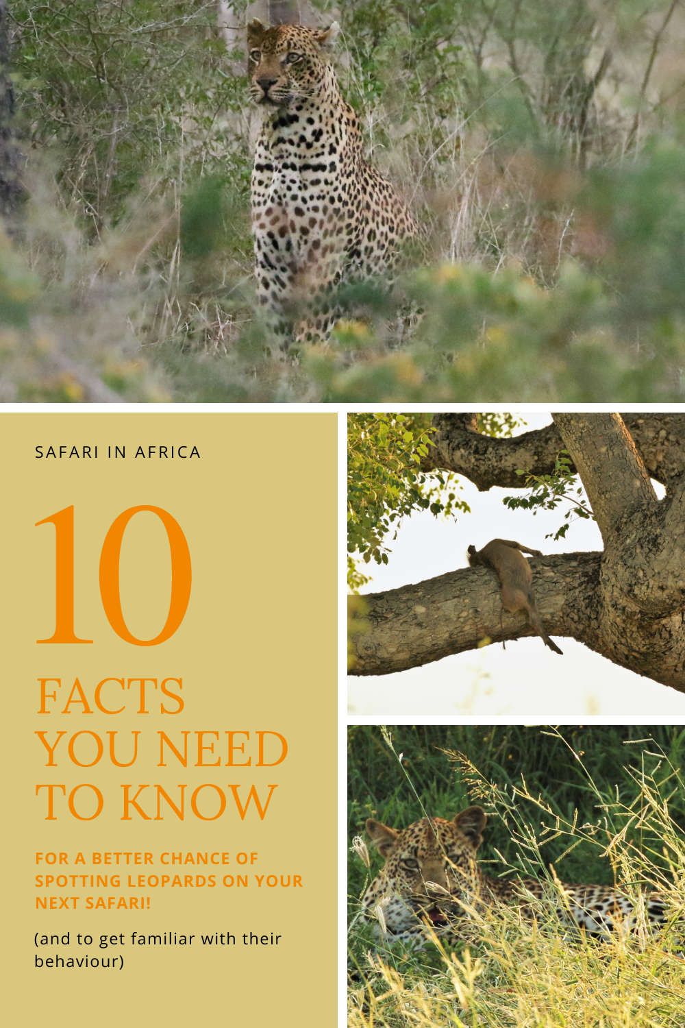 Leopard fact - South Africa - Pinterest PIN
