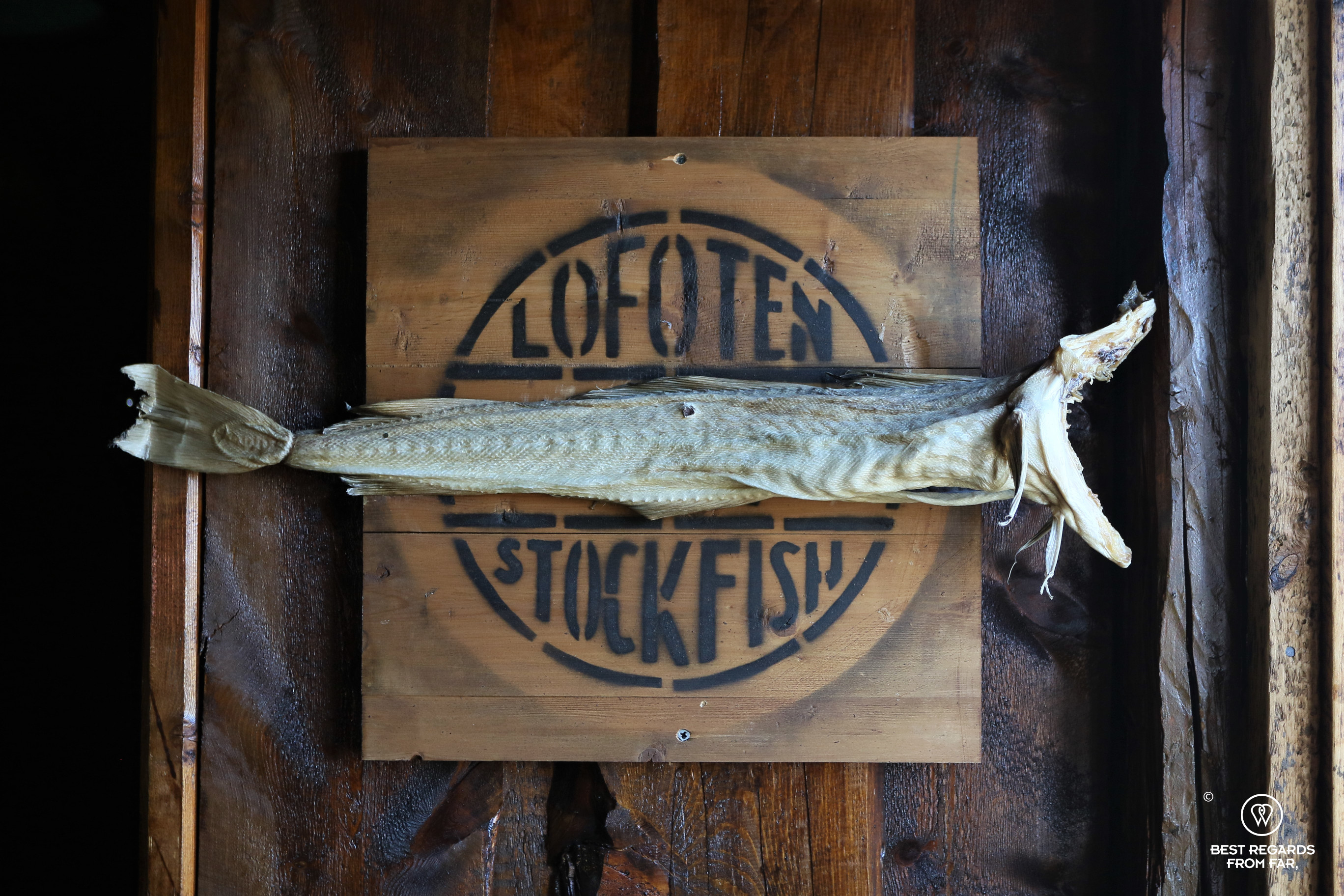 Lofoten stockfish at Svolvaer Svinoya