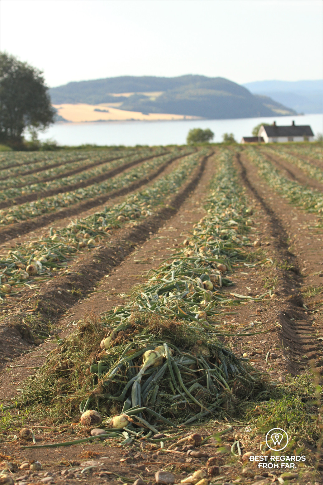 Onion fields on Tautra Island, Norway