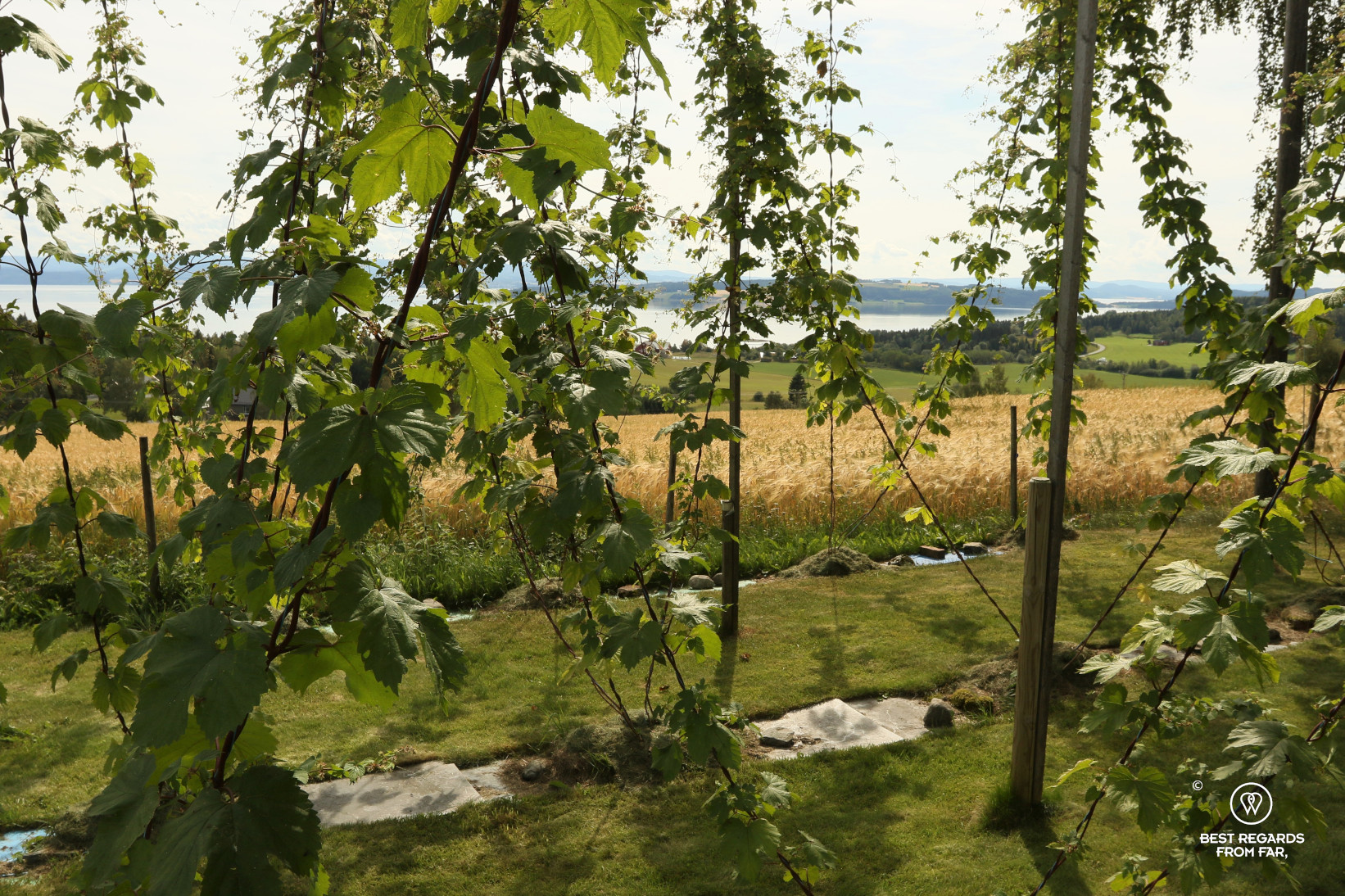 Hop growing on the grounds of the Gardsbryggeri brewery, Norway