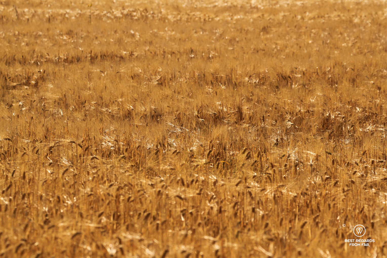Wheat field in the sun before harvest