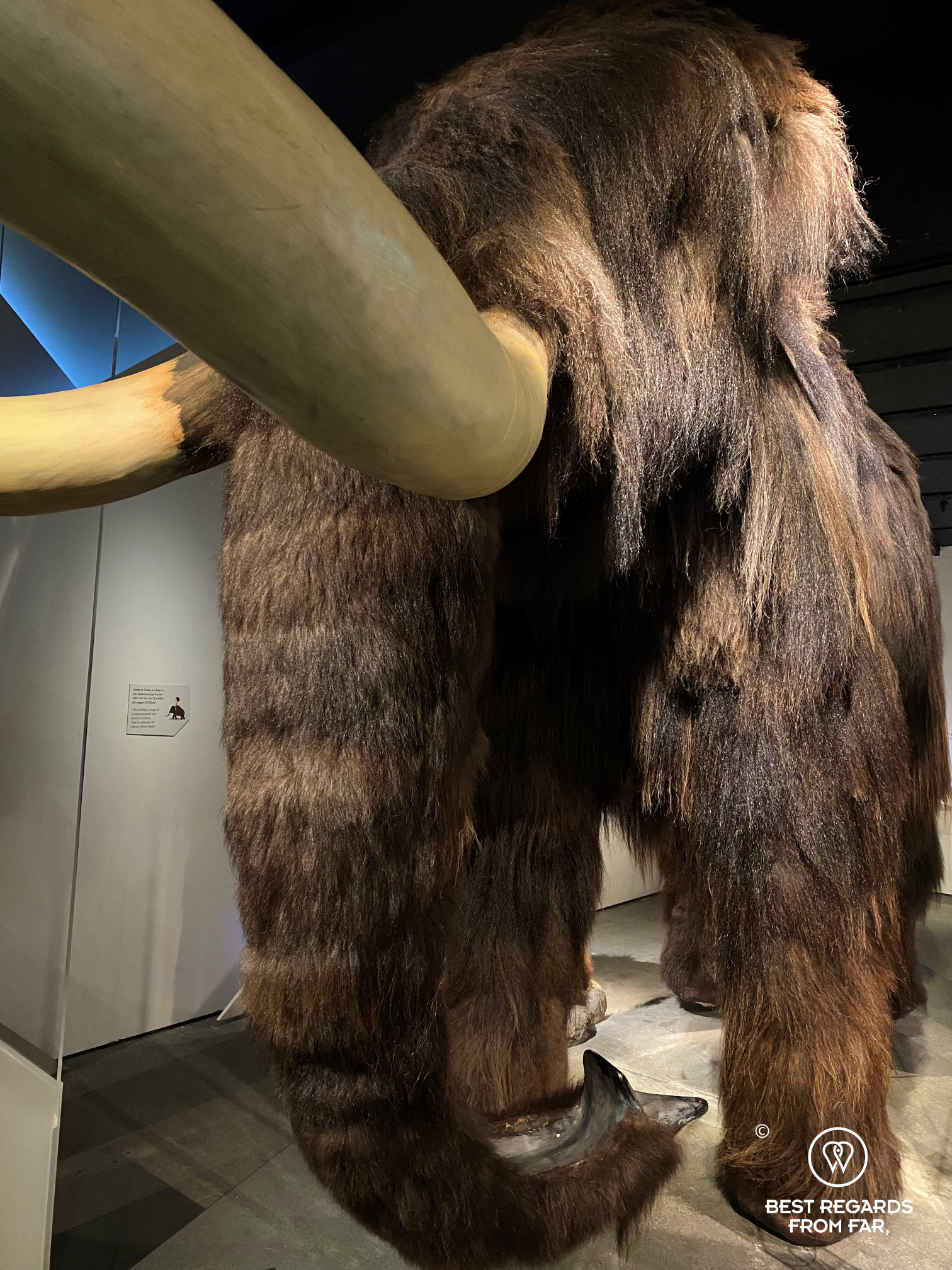 Mammoth at Lom Norwegian Mountain Centre in Norway