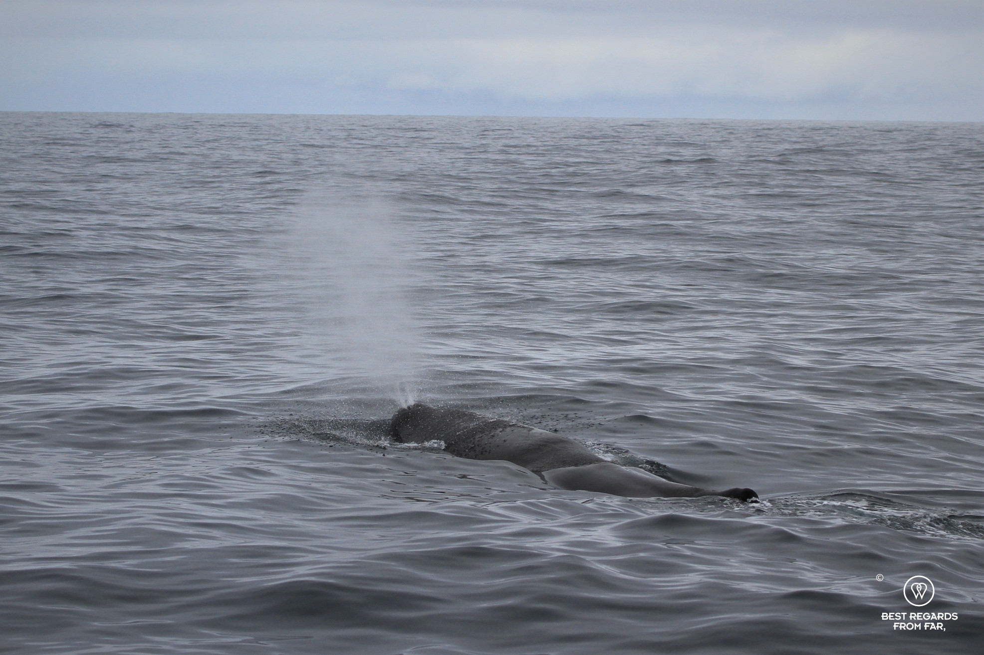 Sperm whale blowing air, Norway