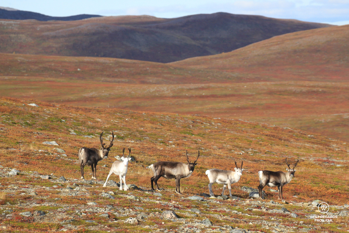 Reindeer in the Norwegian wilderness