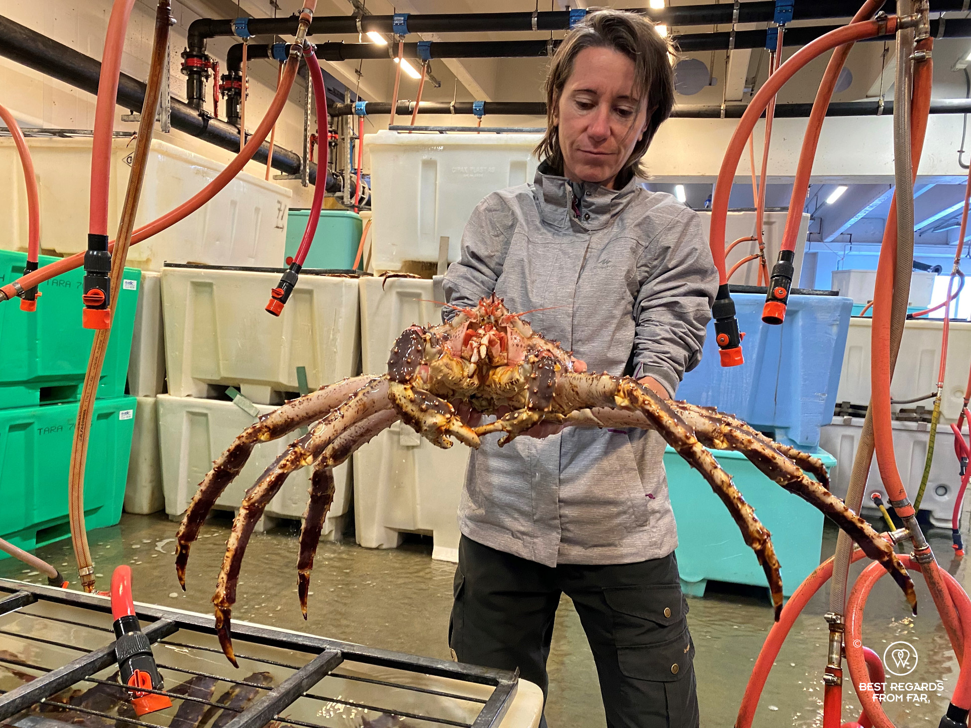 Holding a king crab in a Norwegian fishery