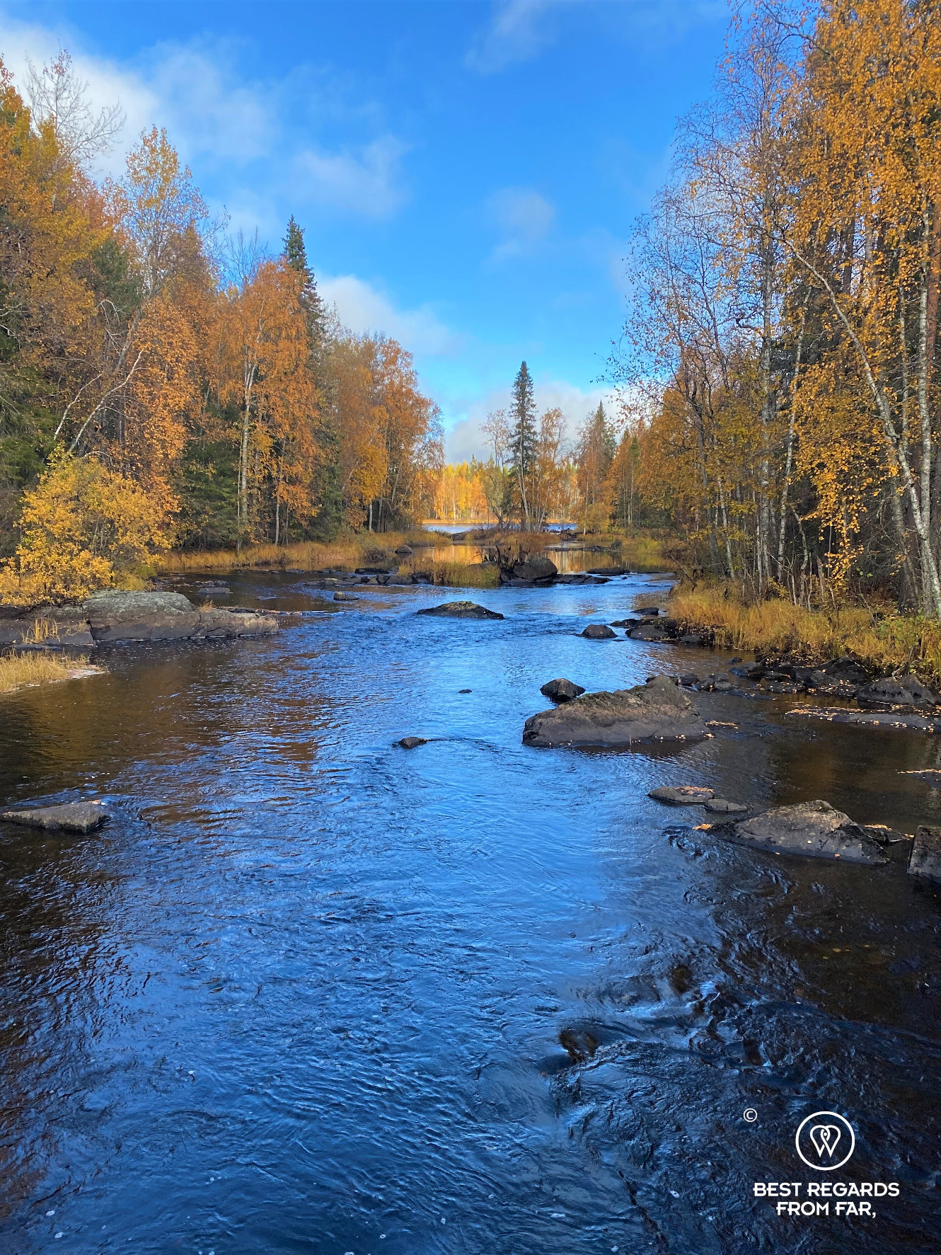 The fall colours by a river at the Arctic Circle hiking area by Rovaniemi