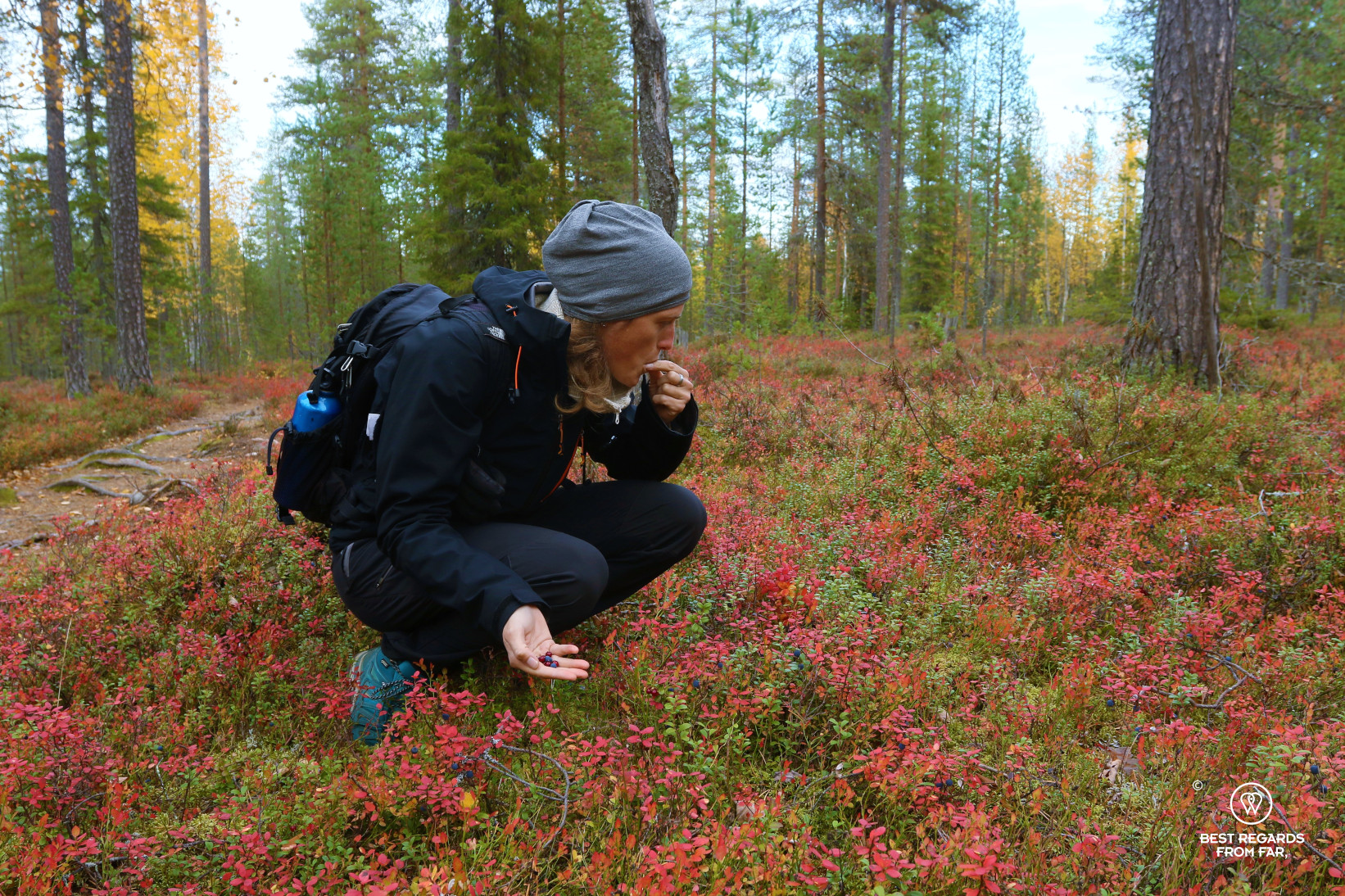 Eating blueberries in the fall at the Arctic Circle hiking area by Rovaniemi