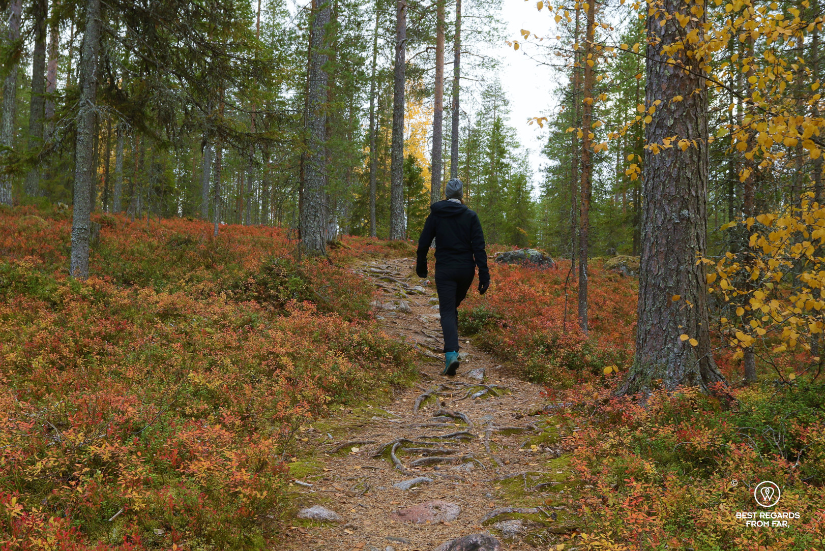 Hiking through the fall colours at the Arctic Circle hiking area by Rovaniemi