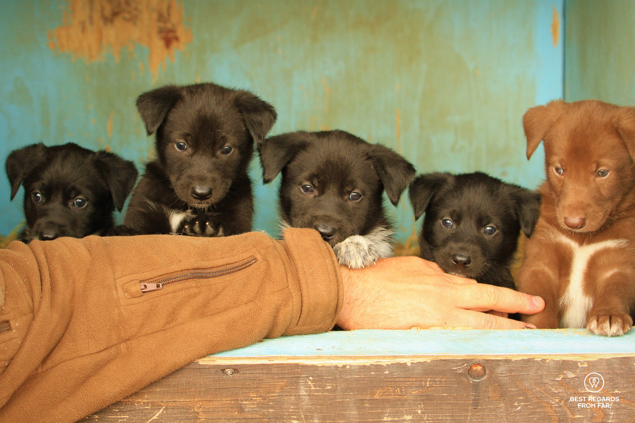 A litter of huskies, Lapland