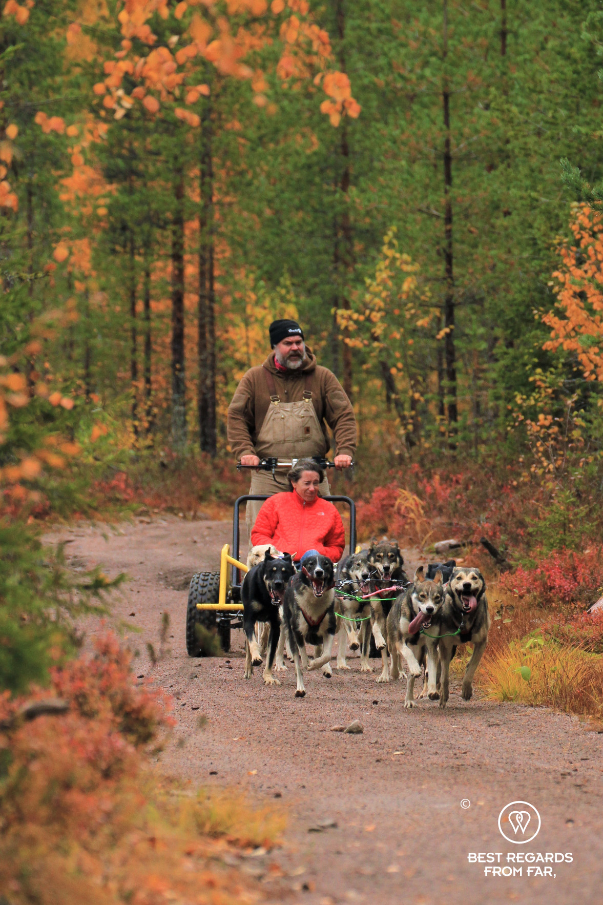 Dog sledding through the Lappish fall colors